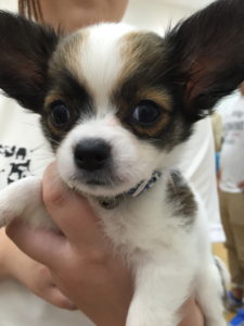 チワワ 正面画像