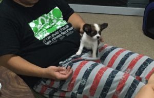 幼少期のチワワ