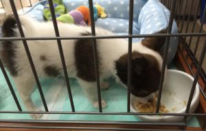 エサを食べるチワワ