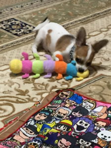 おもちゃを銜えて遊ぶチワワ・レオ