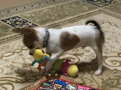 おもちゃで遊ぶチワワ・レオ