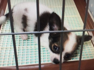 ケンネルコフで弱ったチワワ・レオ