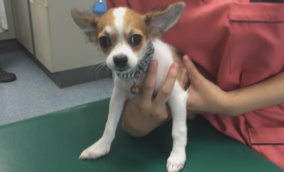 病院の診察台の上のチワワ・レオ