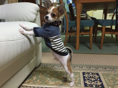 ベロを出すレオ