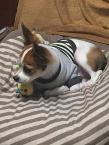 椅子の上でリラックスしているレオ