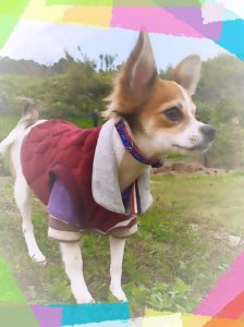 横顔イケメンチワワ