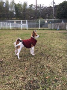 遠くを見つめるレオ