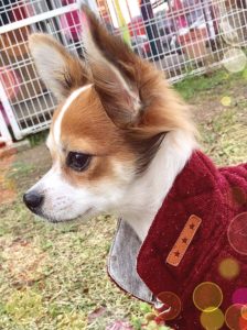 イケメン横顔のレオ