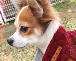 勇ましい顔のレオ