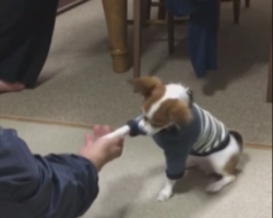 チワワしつけ中