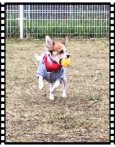 ボールくわえて走るレオ