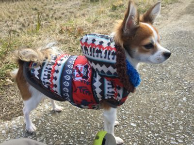 ダウンジャケットを着こなすチワワ