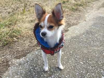 ダウンジャケットを着たレオ