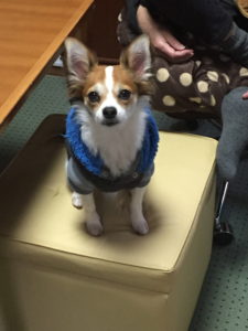 オットマンの上にお座りするレオ