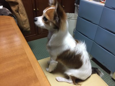 オットマンに座るレオ